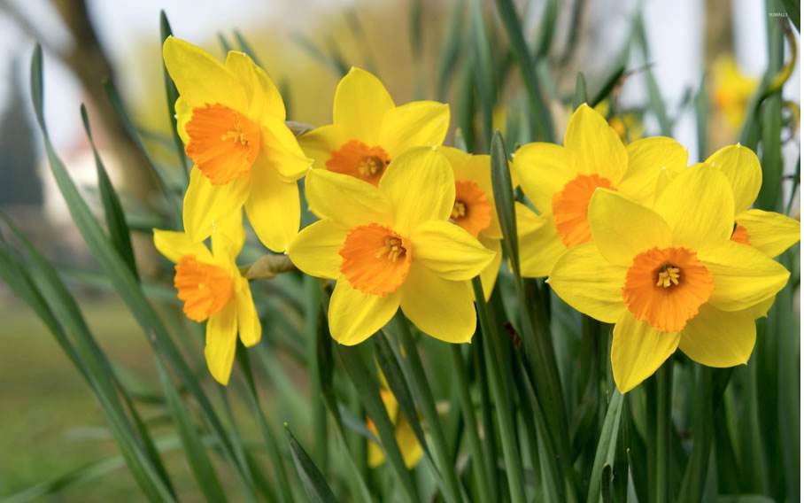 daffodills
